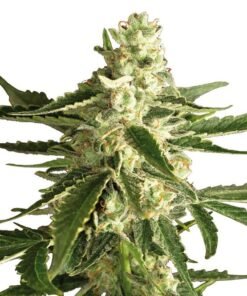 Super Green Crack Seeds