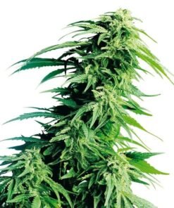 Super Sour Diesel Seeds