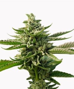 Superman OG Seeds