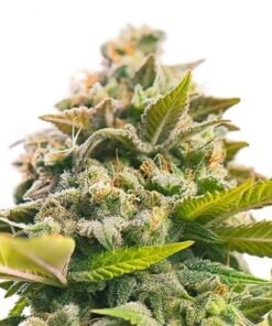 Sweet Cheese Seeds