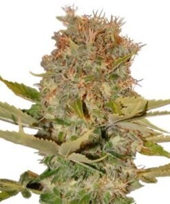 Sweet Tooth Seeds