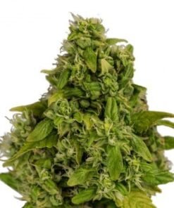 Sweet and Sour Widow CBD Seeds