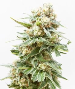 Swiss (Indica) Seeds