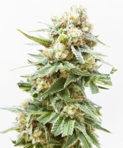 Swiss (Sativa) Seeds