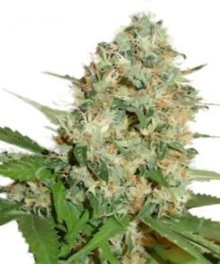 Tangerine Haze Auto