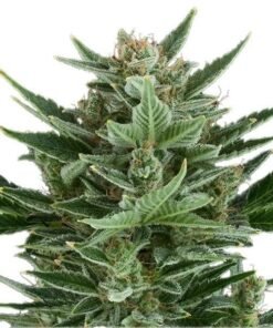 Tangilope Seeds