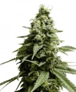 Thin Mint GSC Auto
