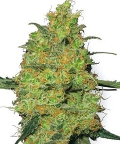 Tiger’s Milk Seeds