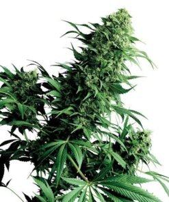 Timewreck Seeds