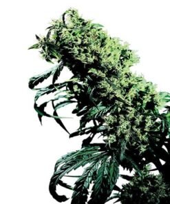 Tora Bora Seeds