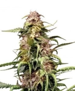 Triangle Kush Auto
