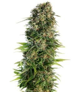 Triangle Kush Seeds