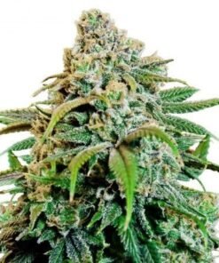 Power Plant Seeds
