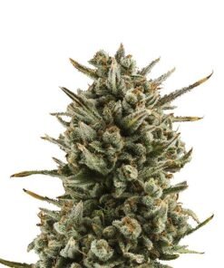 WSU Seeds