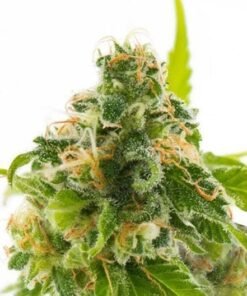 Bruce Banner #3 Auto