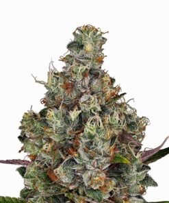 White Kryptonite Seeds