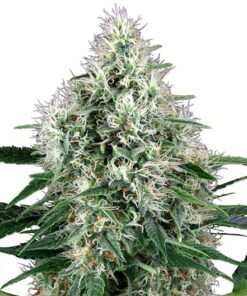 White OG Seeds