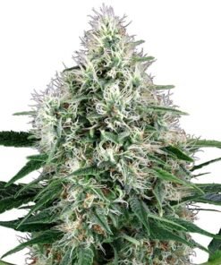 White Rhino Seeds
