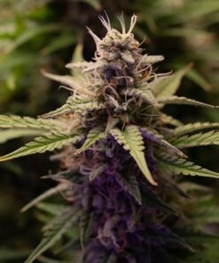 Cadillac Purple Auto