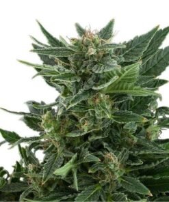 Chernobyl Seeds