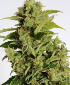 Cherry Kush Auto