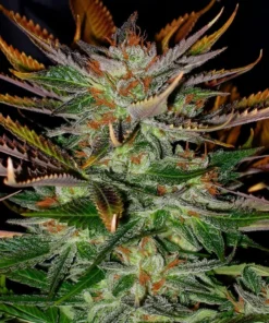 Cherry Pie Seeds