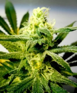 Cream Auto