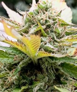Green Goddess Auto