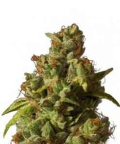 Georgia Pie Seeds