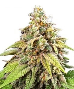 Diesel Auto