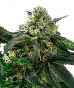 Sour Alien Auto
