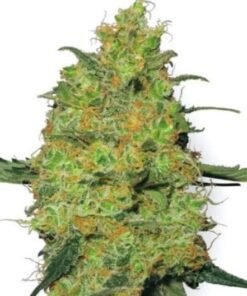 Tango Kush Seeds
