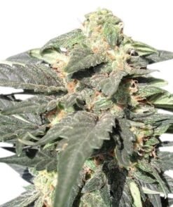 Mango Kush Auto