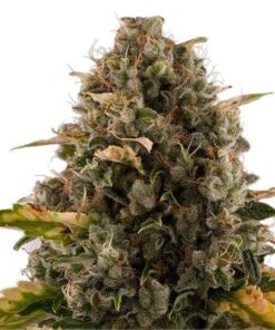 Granddaddy Purple Seeds