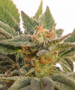Grapefruit Seeds
