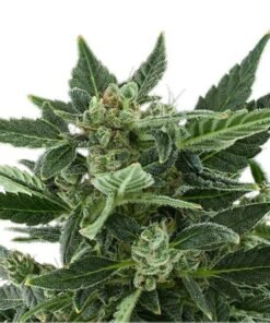 Grapefruit Auto