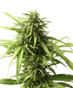 Hash Plant Seeds