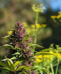 Hawaiian Purple Kush Seeds