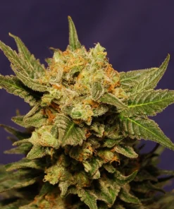 Herijuana Seeds