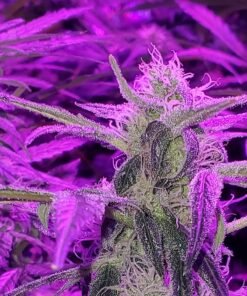 Lavender Seeds