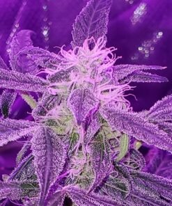 Galactic Jack Auto