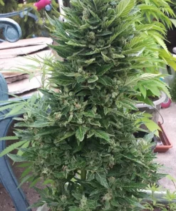 Juicy Fruit Seeds