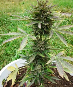 Kali Mist Seeds
