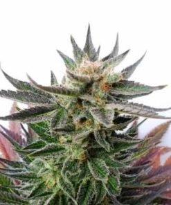 Master Kush Seeds