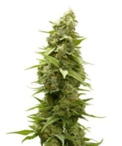 Kandy Kush Seeds