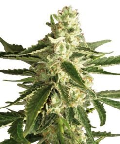 LSD Auto