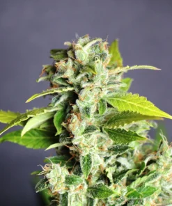 Lavender Auto