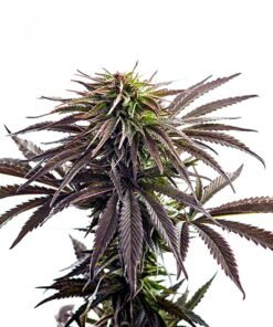 Lethal Purple Seeds