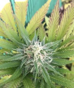 Lodi Dodi Seeds