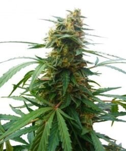 Mandarin Auto